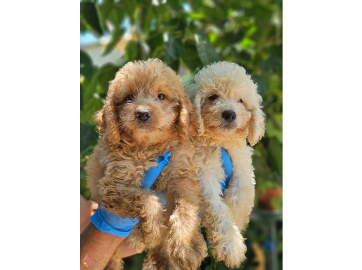 BÜYÜK MİNYATÜR POODLE YAVRULARIMIZ