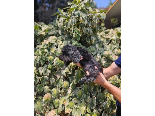 HARİKA KALİTEDE SİLVER TOY POODLE YAVRULARİMİZ 