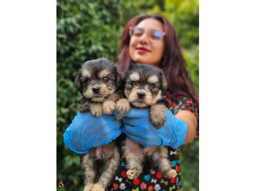 BIRBIRINDEN SEVIMLI MORKIE YAVRULARIMIZ