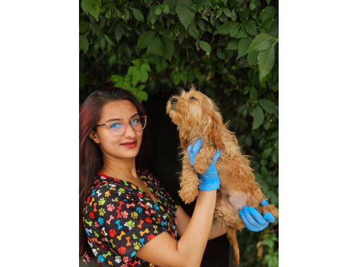RENK RENK MALTİPOO YAVRULARİMİZ 