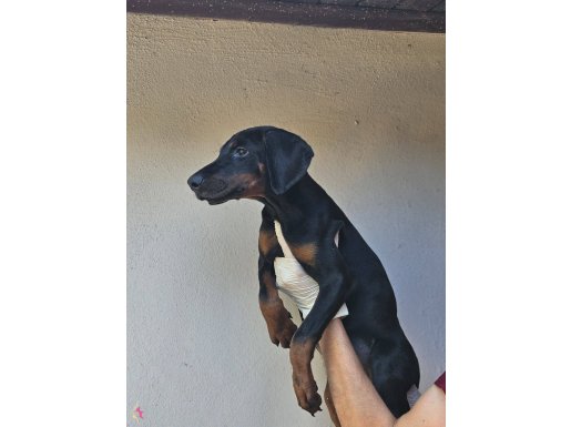 HARIKA KALITEDE DOBERMAN YAVRULARIMIZ 