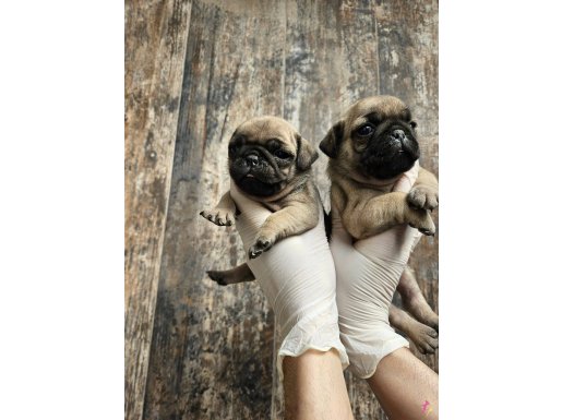 A KALİTEDE PUG MOBS YAVRULARIMIZ 