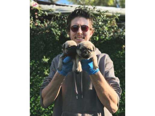 A KALITEDE PUG MOBS YAVRULARIMIZ GÜL KUYRUK