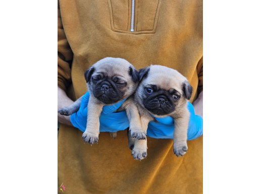 MUHTEŞEM KALİTEDE PUG YAVRULARIMIZ DISI ERKEK