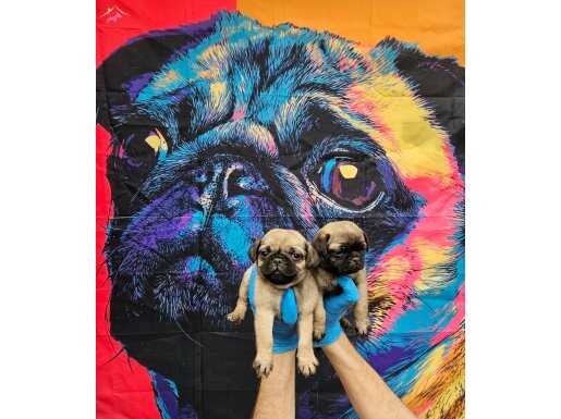 DİŞİ ERKEK PUG MOBS YAVRULARIMIZ 
