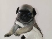 HARIKA KALITEDE PUG MOBS YAVRULARIMIZ 