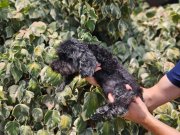 HARİKA KALİTEDE SİLVER TOY POODLE YAVRULARİMİZ 
