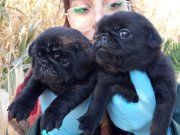 SİMSİYAH PUG YAVRULARIMIZ BLACK PUG