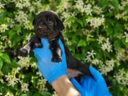 SİMSİYAH PUG YAVRULARIMIZ DİŞİ