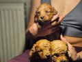 POODLE RENGİNDE OYUNCU MALTİPOO YAVRULARIMIZ