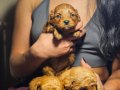 POODLE RENGİNDE OYUNCU MALTİPOO YAVRULARIMIZ