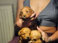 POODLE RENGİNDE OYUNCU MALTİPOO YAVRULARIMIZ