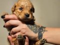POODLE RENGİNDE OYUNCU MALTİPOO YAVRULARIMIZ