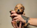 POODLE RENGİNDE OYUNCU MALTİPOO YAVRULARIMIZ