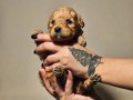 POODLE RENGİNDE OYUNCU MALTİPOO YAVRULARIMIZ