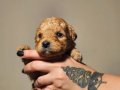 POODLE RENGİNDE OYUNCU MALTİPOO YAVRULARIMIZ