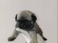 HARIKA KALITEDE PUG MOBS YAVRULARIMIZ 
