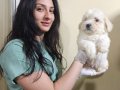 HARIKA KALITEDE MALTİPOO YAVRULARIMIZ 