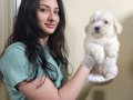 HARIKA KALITEDE MALTİPOO YAVRULARIMIZ 