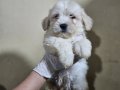 HARIKA KALITEDE MALTİPOO YAVRULARIMIZ 