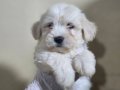 HARIKA KALITEDE MALTİPOO YAVRULARIMIZ 