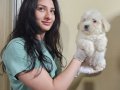 HARIKA KALITEDE MALTİPOO YAVRULARIMIZ 