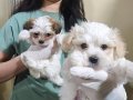 HARIKA KALITEDE MALTİPOO YAVRULARIMIZ 
