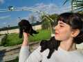 SİMSİYAH SİYAH POODLE YAVRULARIMIZ 