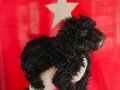 SIYAH TOY POODLE YAVRULARIMIZ 