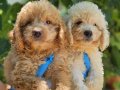 BÜYÜK MİNYATÜR POODLE YAVRULARIMIZ