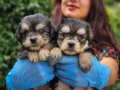 BIRBIRINDEN SEVIMLI MORKIE YAVRULARIMIZ