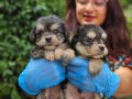 BIRBIRINDEN SEVIMLI MORKIE YAVRULARIMIZ