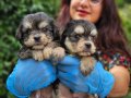 BIRBIRINDEN SEVIMLI MORKIE YAVRULARIMIZ