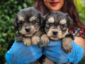BIRBIRINDEN SEVIMLI MORKIE YAVRULARIMIZ