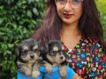 BIRBIRINDEN SEVIMLI MORKIE YAVRULARIMIZ