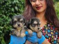 BIRBIRINDEN SEVIMLI MORKIE YAVRULARIMIZ