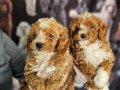 BICOLOR MEDIUM POODLE BEBIŞLERIMIZ