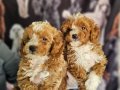 BICOLOR MEDIUM POODLE BEBIŞLERIMIZ