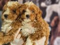 BICOLOR MEDIUM POODLE BEBIŞLERIMIZ