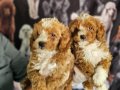 BICOLOR MEDIUM POODLE BEBIŞLERIMIZ