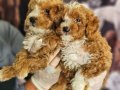 BICOLOR MEDIUM POODLE BEBIŞLERIMIZ