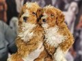 BICOLOR MEDIUM POODLE BEBIŞLERIMIZ