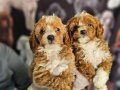 BICOLOR MEDIUM POODLE BEBIŞLERIMIZ
