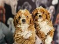 BICOLOR MEDIUM POODLE BEBIŞLERIMIZ