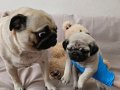 A KALİTEDE MİNİ PUG YAVRULARIMIZ