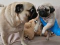 A KALİTEDE MİNİ PUG YAVRULARIMIZ