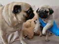 A KALİTEDE MİNİ PUG YAVRULARIMIZ