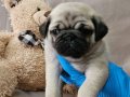 A KALİTEDE MİNİ PUG YAVRULARIMIZ