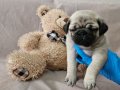 A KALİTEDE MİNİ PUG YAVRULARIMIZ