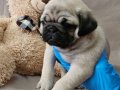 A KALİTEDE MİNİ PUG YAVRULARIMIZ
